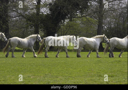 Chevaux de trait Percheron, Normandie Banque D'Images