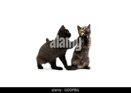 Noir et noir écaille de British Shorthair chat domestique, 2 mois chatons jouant contre fond blanc Banque D'Images