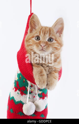 Red Tabby chat domestique, chaton debout dans une chaussette de Noël Banque D'Images