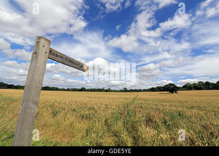 Epsom, Surrey, UK. 16 juillet 2016. Sign post montre itinéraire par le mûrissement du blé dans les terres agricoles, sur une belle journée d'été à Epsom, Surrey. Une semaine ou deux de soleil va voir le prête pour la récolte des cultures. Credit : Julia Gavin UK/Alamy Live News Banque D'Images