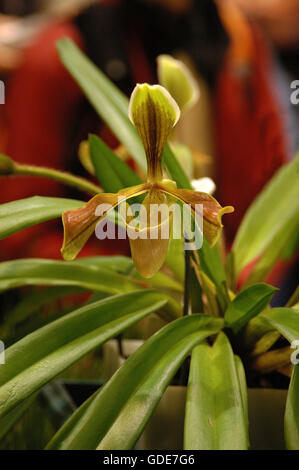 Paphiopedilum villosum, Lady Slipper orchid Banque D'Images