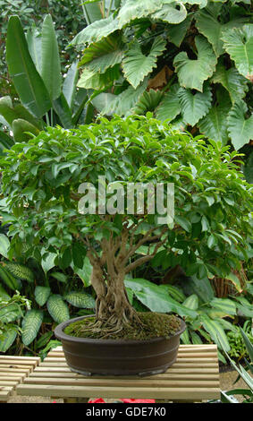 Arbre Banyan Ficus bengalensis Bonsai Banque D'Images