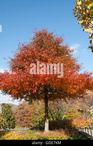 Nyssa sylvatica, Black Tupelo arbre , couleurs d'automne Banque D'Images