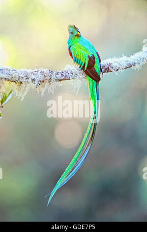 Un mâle Quetzal resplendissant affiche sur un membre de l'arbre d'avocat sauvage pendant la saison de reproduction dans les montagnes du Sud Costa Rica. Banque D'Images