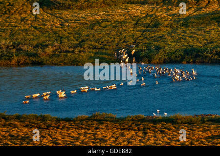 Natation,kokolik,rivière,caribou de l'Arctique de l'ouest,des troupeaux de rennes, caribous (Rangifer tarandus,Animaux,national,réserve de pétrole Banque D'Images