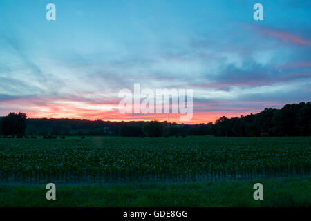 Coucher du soleil sur les terres agricoles dans la région de Spring Grove, New Jersey Banque D'Images