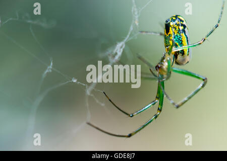 Verger Orb Weaver assis sur leur site Web Banque D'Images
