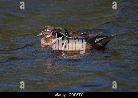 Canards en bois masculins et féminins en natation dans le lac. Banque D'Images