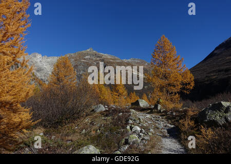 La Suisse,Valais,europe,Valais,Gletsch,automne,couleurs,mélèzes, Banque D'Images
