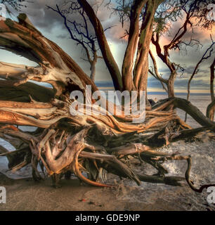 Hawaii Maui,West-Maui,souche d'arbre,euro,arbre,arbre mort,plage,mer,soirée,ambiance,USA,côté plage, Banque D'Images