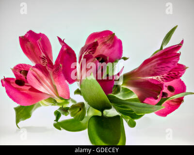 Alstromeria. Cette Alstromeria rouge fleur a été isolé et éclairé pour montrer sa beauté délicate et structure des pétales. Banque D'Images