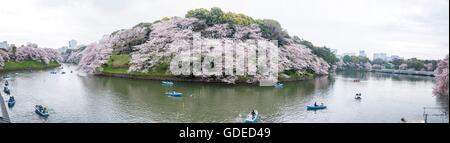 Fleur de cerisier,Chidorigafuchi Kokyo Gaien,Parc Kitanomaru, Chiyoda-Ku, Tokyo, Japon Banque D'Images