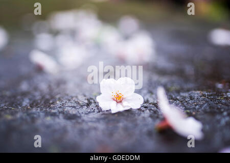 Fleur de cerisier,Chidorigafuchi Kokyo Gaien,Parc Kitanomaru, Chiyoda-Ku, Tokyo, Japon Banque D'Images