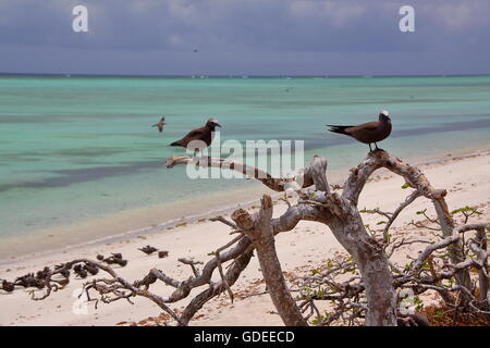 Noddi brun (Anous stolidus), Cocos Island (île aux cocos), l'île Rodrigues, l'île Maurice Banque D'Images