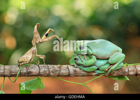 Feuille morte mantis et deux grenouilles d'arbre assis sur branche, Indonésie Banque D'Images