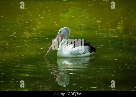 Pelican en rivière, Malang, Central Java, Indonésie Banque D'Images