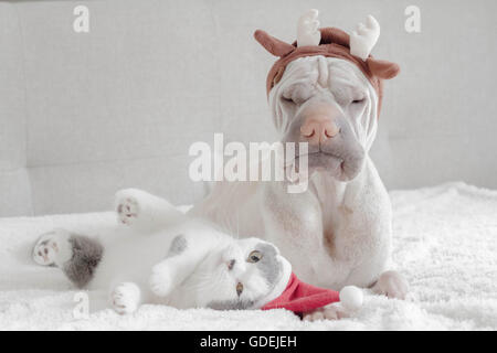 Shar Pei chien habillé de bois et de chat British Shorthair habillé en santa hat Banque D'Images