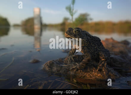 Toad Anaxyrus terrestris (sud) assis sur la roche, les Everglades, en Floride, l'Amérique, USA Banque D'Images