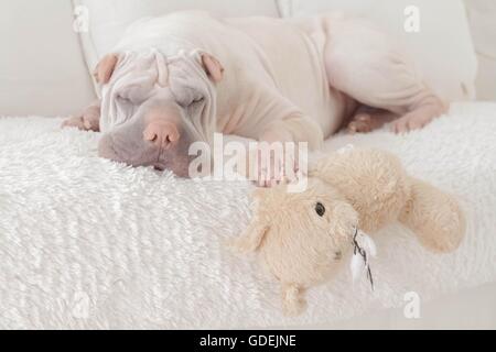 Shar Pei chien couchage sur canapé avec ours Banque D'Images