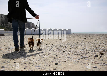 Man Walking Chihuahua chiens sur plage, Normandie Banque D'Images