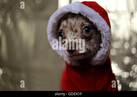 Chihuahua dog wearing santa claus christmas sweater Banque D'Images