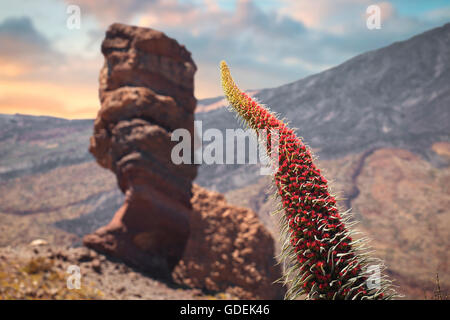 Echium wildpretii .célèbre doigt de Dieu rock dans le parc national du Teide. L'île de Tenerife, Canaries - Espagne Banque D'Images