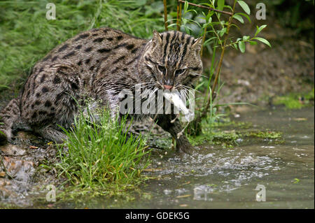 Pêche à la Cat, prionailurus viverrinus, des profils dans l'eau, de la pêche, avec des poissons dans la bouche Banque D'Images