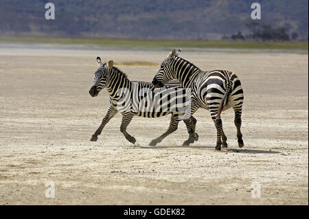 Le zèbre de Grant, Equus burchelli boehmi, adultes au parc du Lac Nakuru au Kenya Banque D'Images