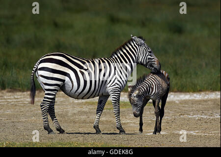 Le zèbre de Grant, Equus burchelli boehmi, Mare avec Poulain, parc de Nakuru au Kenya Banque D'Images