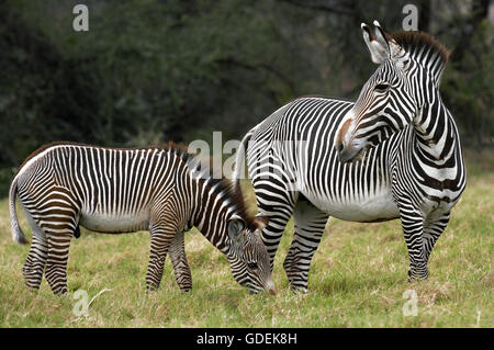 Le zèbre de Grevy, Equus grevyi, Femme avec Poulain, parc de Masai Mara au Kenya Banque D'Images