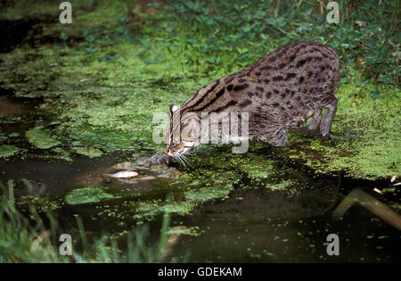 Pêche à la Cat, prionailurus viverrinus, des profils dans l'eau, pêche Banque D'Images