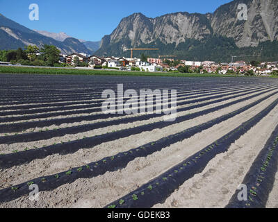 Domaines de fraises plantés sous les montagnes en polyéthylène Banque D'Images