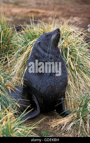 Fourrure de l'Antarctique Arctocephalus gazella, homme Banque D'Images