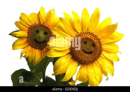 Deux tournesols souriant Banque D'Images