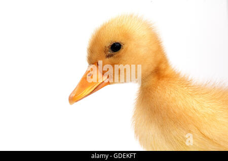 Cute baby duck,jaune isolé sur fond blanc Banque D'Images