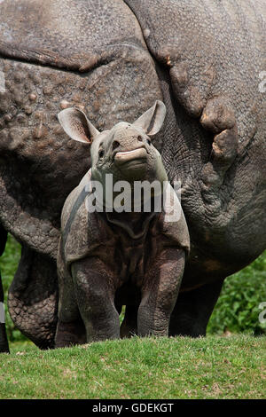 Rhinocéros indien, Rhinoceros unicornis, mère et son veau Banque D'Images