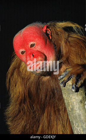 RED UAKARI cacajao rubicundus, PORTRAIT D'ADULTE Banque D'Images