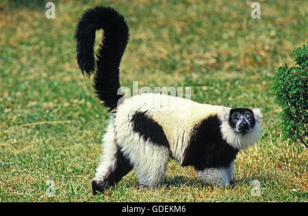 La gélinotte EN NOIR ET BLANC Le varecia variegata variegata LEMUR, adulte Banque D'Images