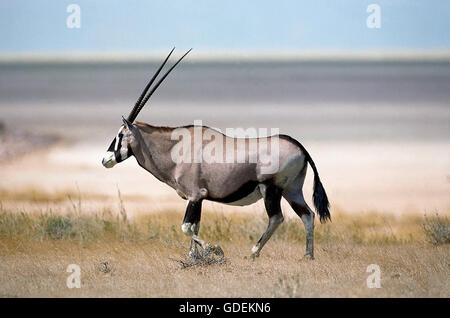 GEMSBOK, Oryx gazella HOT MARCHE À travers la savane, la Namibie Banque D'Images