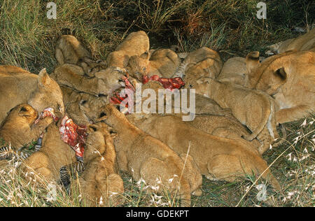 L'AFRICAN LION Panthera leo, femme avec ourson sur un zèbre tuer, parc de Masai Mara au Kenya Banque D'Images