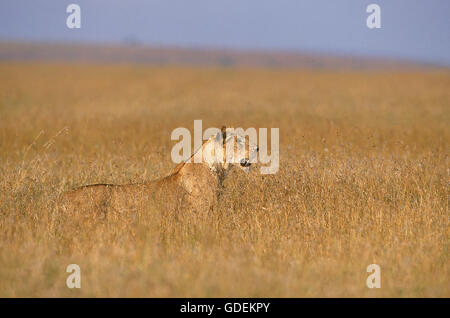 L'AFRICAN LION Panthera leo, femme Recherche en herbe longue, KENYA Banque D'Images