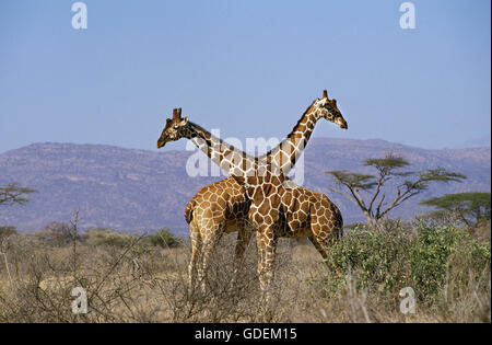 GIRAFFE RÉTICULÉE Giraffa camelopardalis reticulata, KENYA Banque D'Images