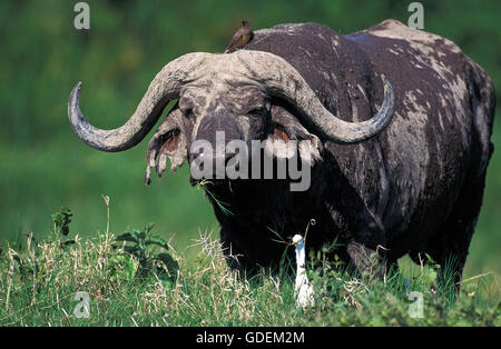 D'AFRIQUE, syncerus caffer, des profils avec des bovins, Egret Bubulcus ibis, parc de Masai Mara au Kenya Banque D'Images