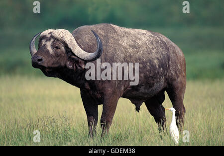 Homme d'Afrique, syncerus caffer et Héron garde-boeuf, Bubulcus ibis, parc de Masai Mara au Kenya Banque D'Images
