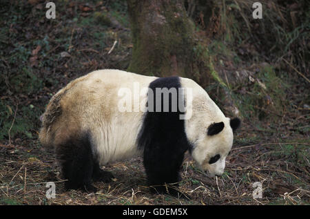 Le Panda Géant, Ailuropoda melanoleuca, adulte, dans la réserve de Wolong Chine Banque D'Images