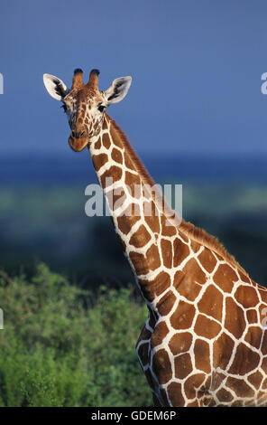 Giraffe réticulée, Giraffa camelopardalis reticulata, Portrait d'adulte, parc de Samburu au Kenya Banque D'Images