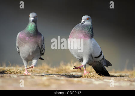 Feral Colombes / Pigeon domestique Banque D'Images