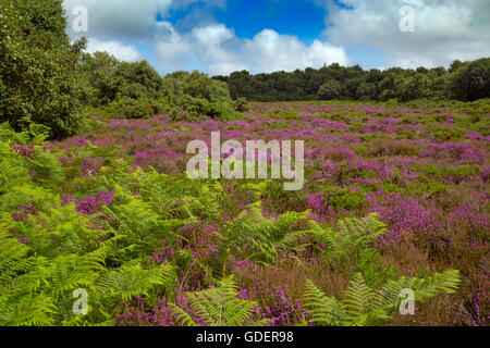 Kelling Heath Norfolk en juillet avec Bell heather en fleur Banque D'Images