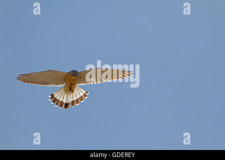 Faucon crécerellette, Estrémadure, Espagne / (Falco naumanni) Banque D'Images