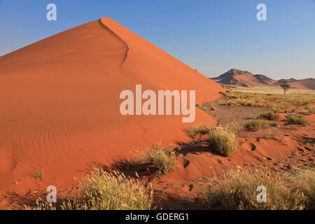 Dunes de sable, des Dunes de Sossusvlei, Namibie, 40 / ombre Banque D'Images